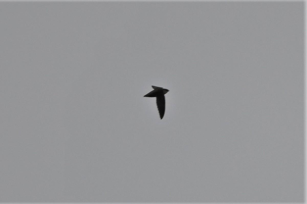 Chimney Swift - ML618044306