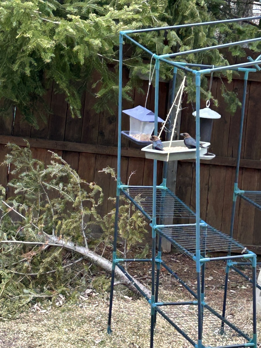 Brown-headed Cowbird - ML618044366