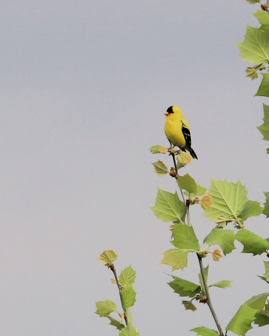 American Goldfinch - ML618044374