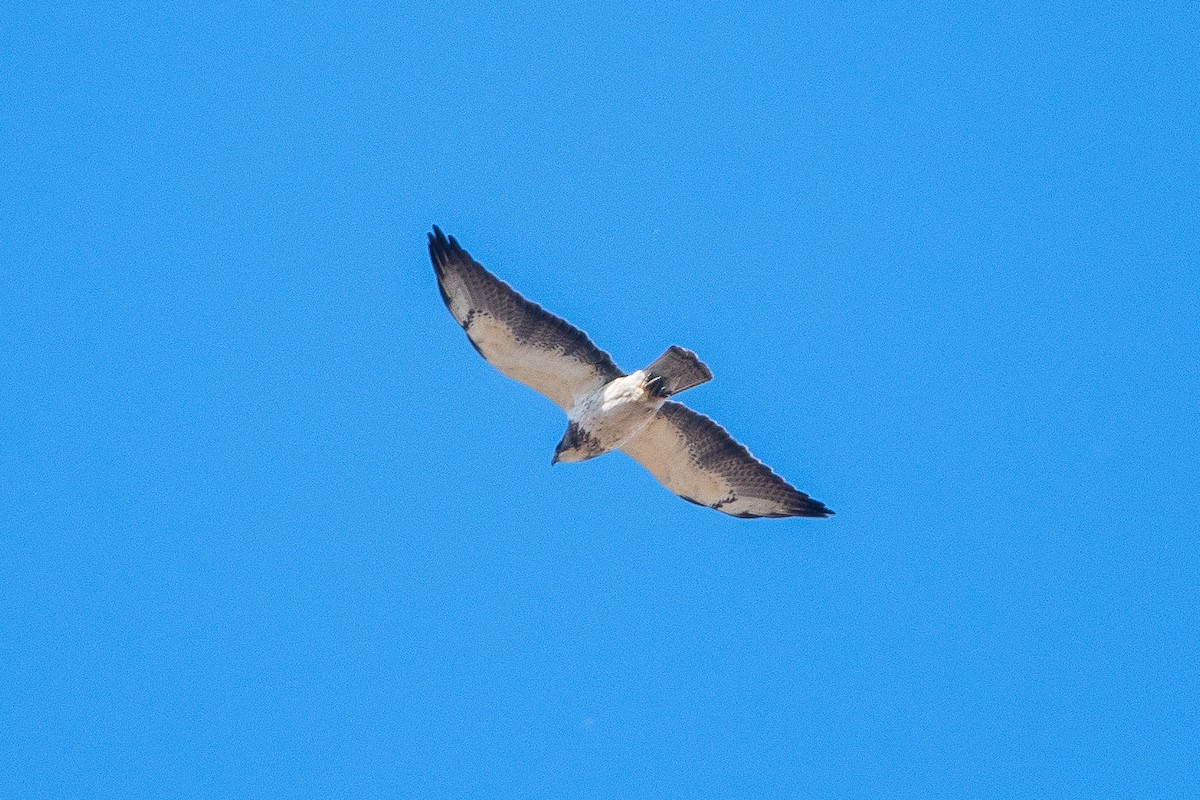 Swainson's Hawk - ML618044378