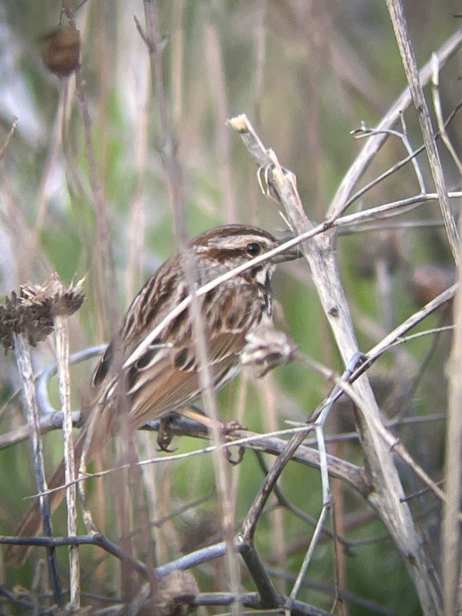 Song Sparrow - Katrina Theisen