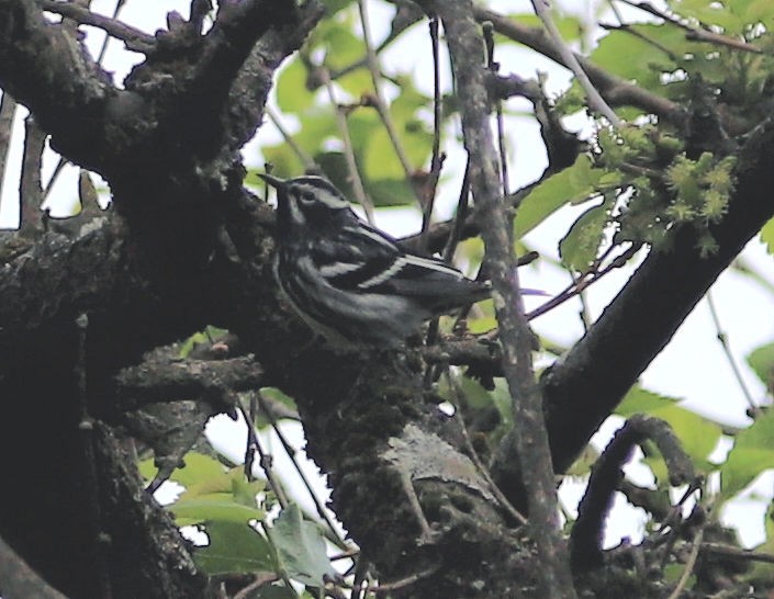 Black-and-white Warbler - ML618044421