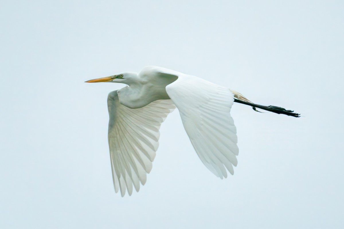 Great Egret - ML618044429