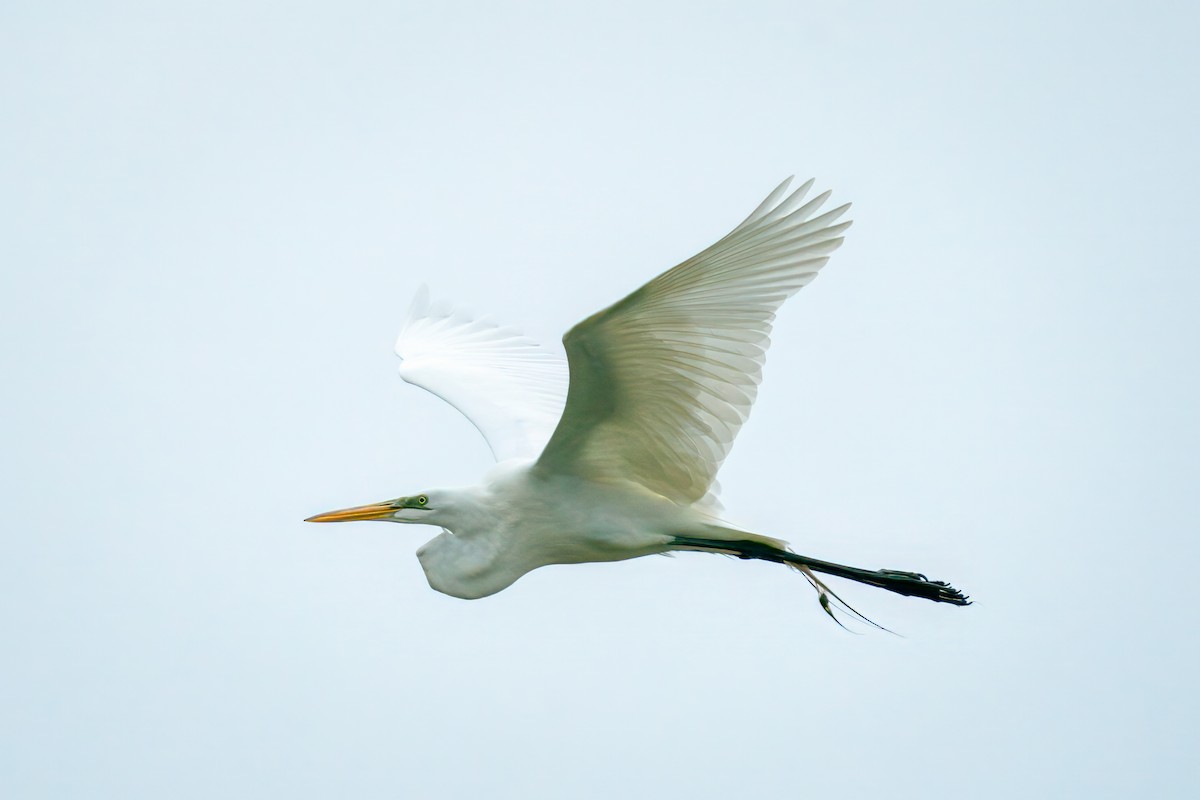 Great Egret - ML618044431