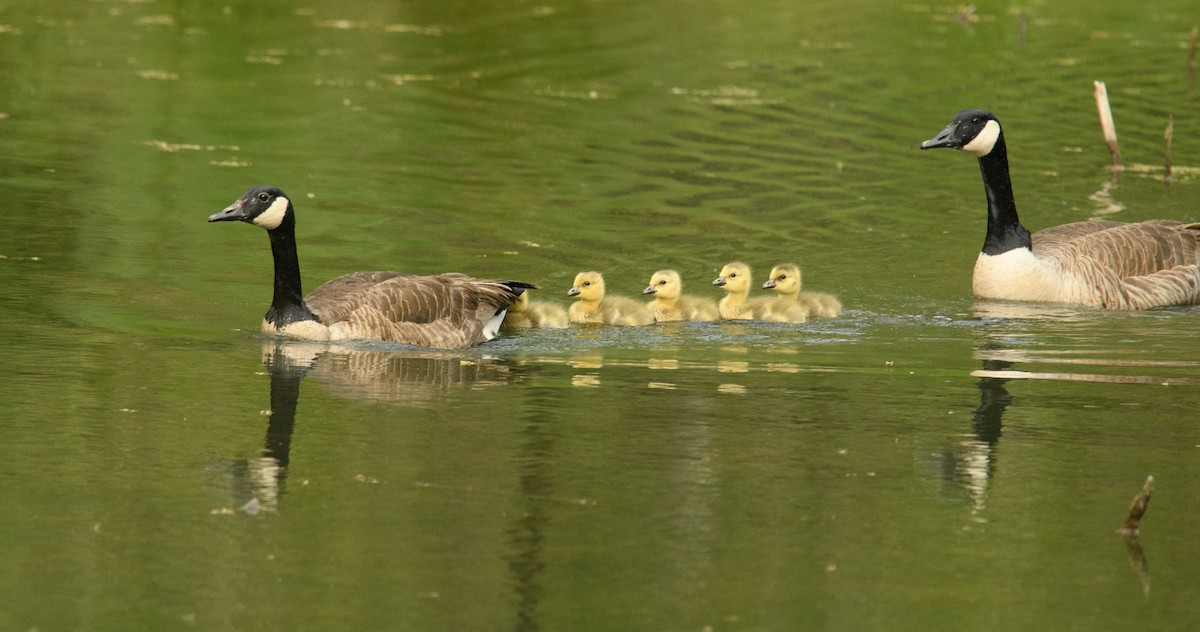 Canada Goose - ML618044438