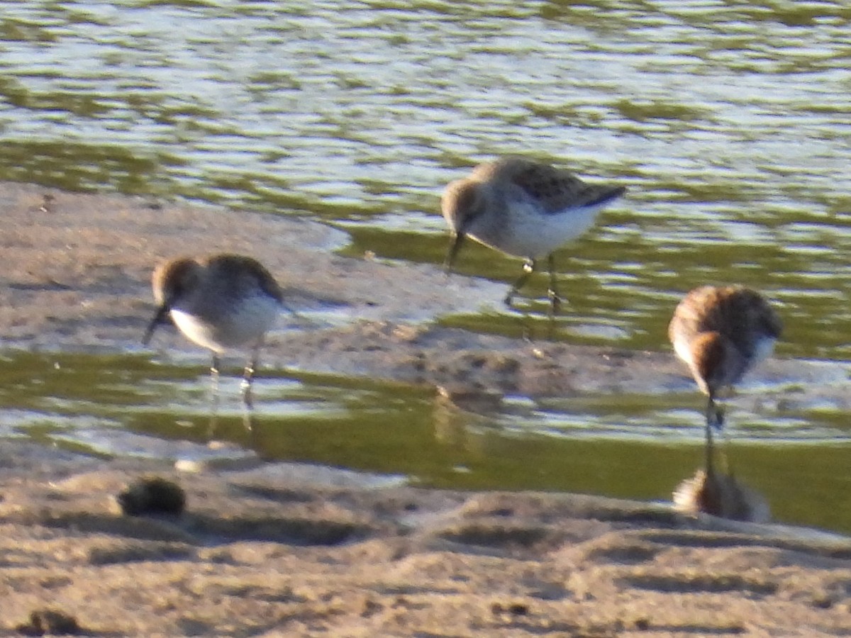 Western Sandpiper - ML618044441