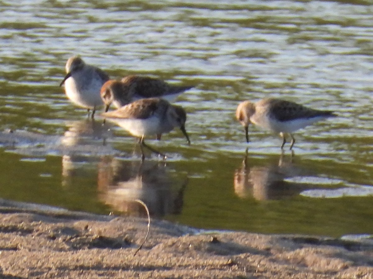 Western Sandpiper - ML618044442