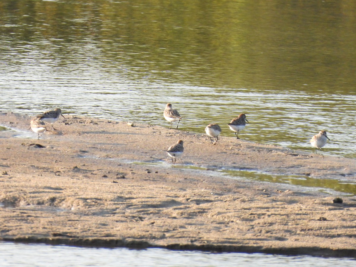 Western Sandpiper - ML618044443