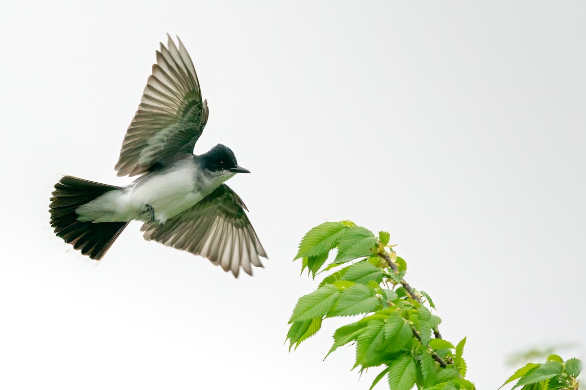 Eastern Kingbird - ML618044452