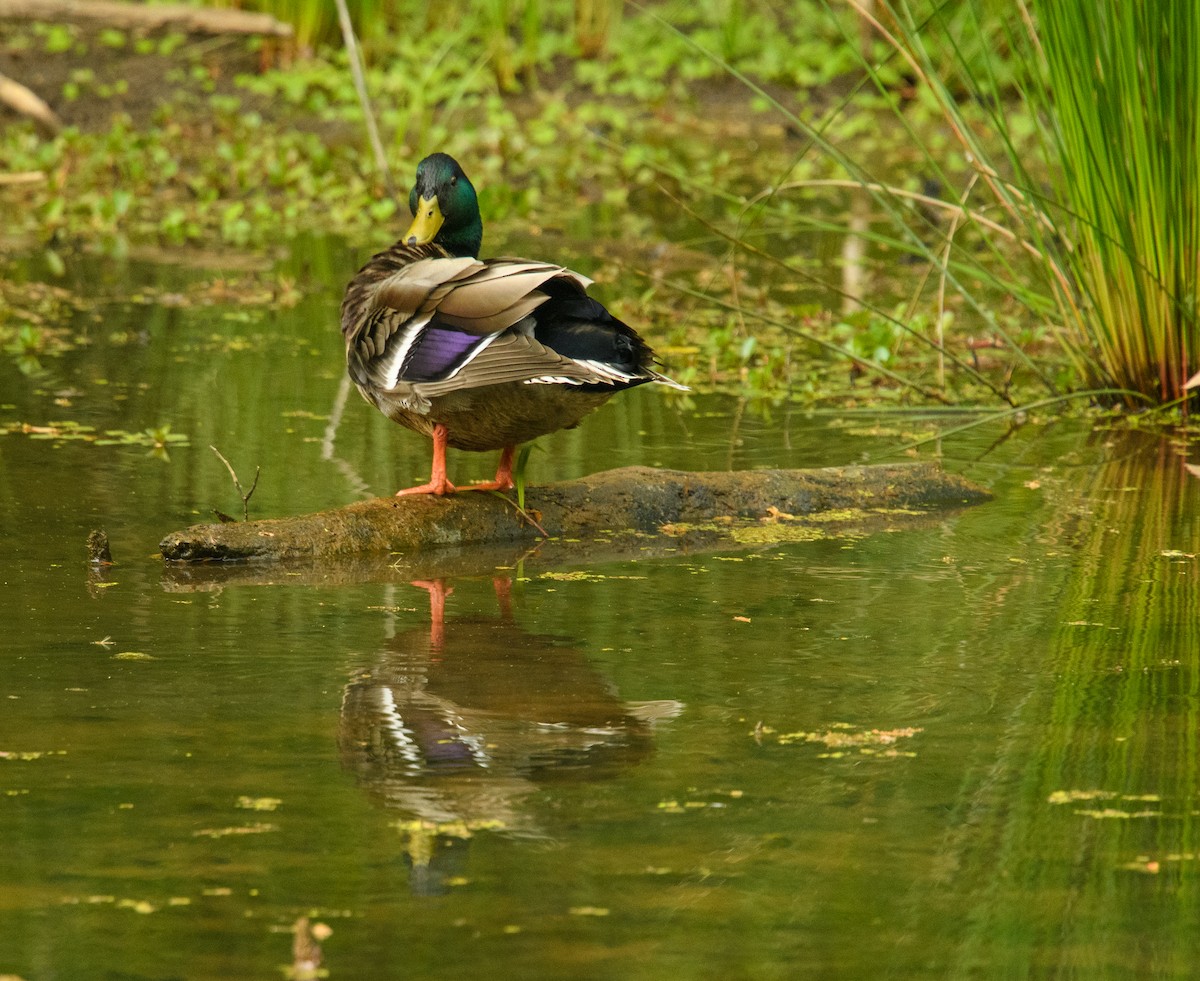 Mallard - ML618044459