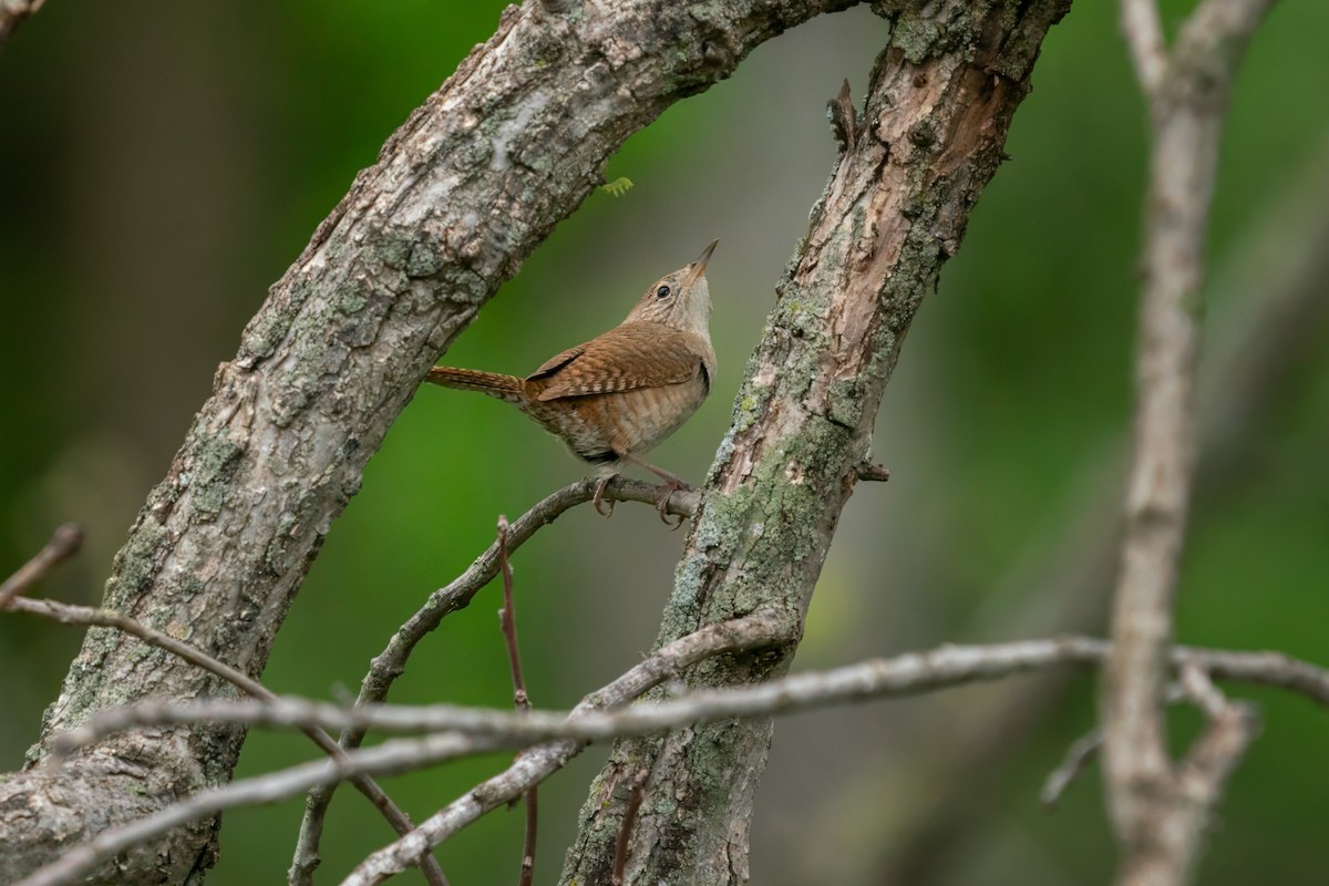 House Wren - Rick Wilhoit