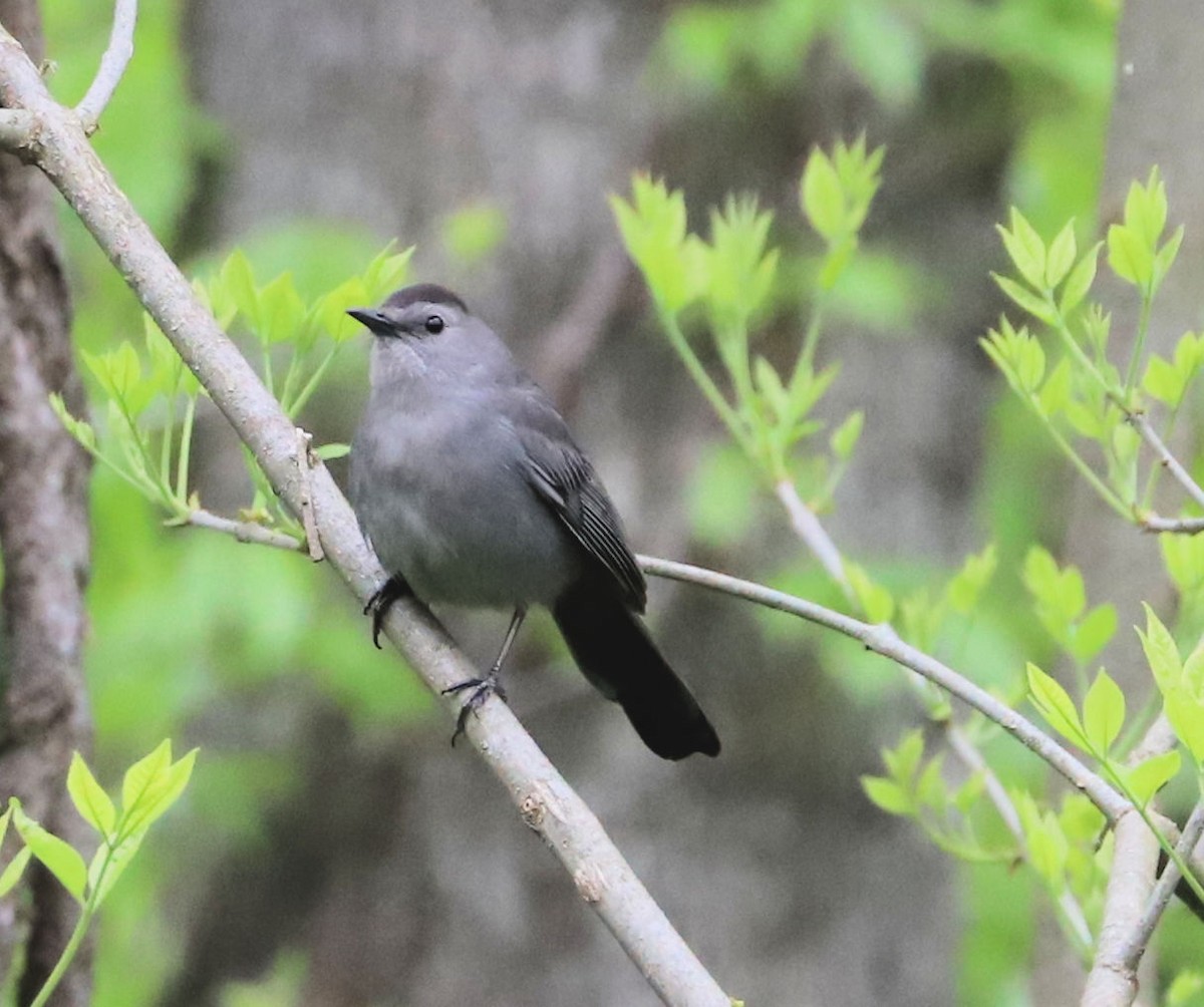 Gray Catbird - ML618044474