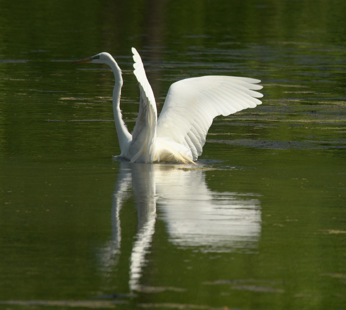 Great Egret - ML618044480