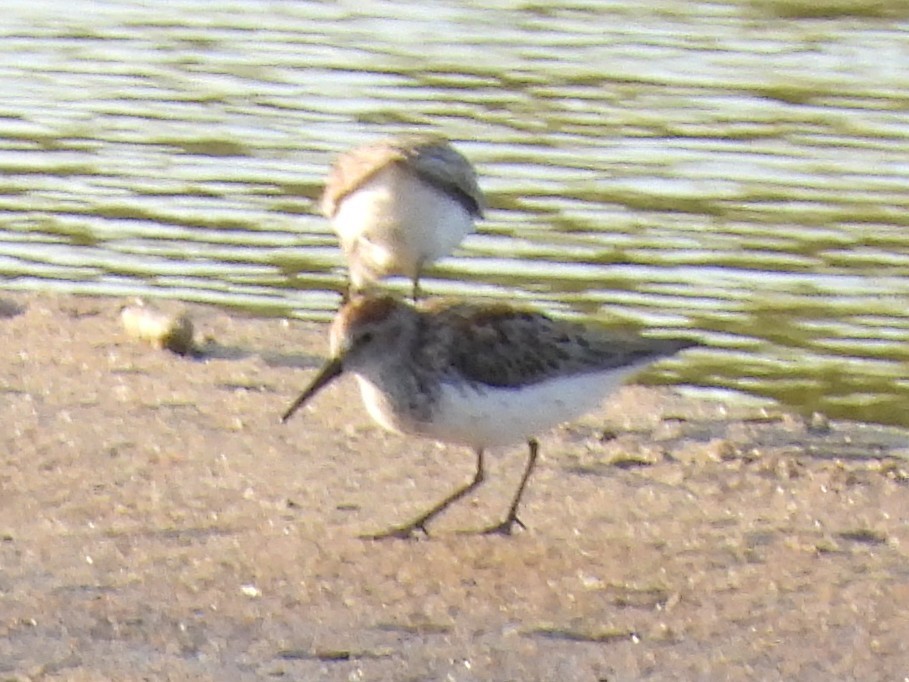 Western Sandpiper - ML618044484