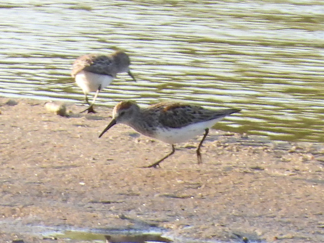 Western Sandpiper - ML618044485