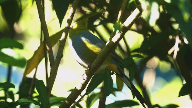 Long-tailed Silky-flycatcher - ML618044489