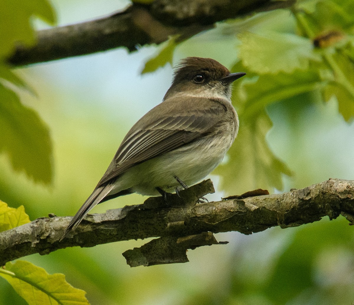 Eastern Phoebe - Suman Kumar