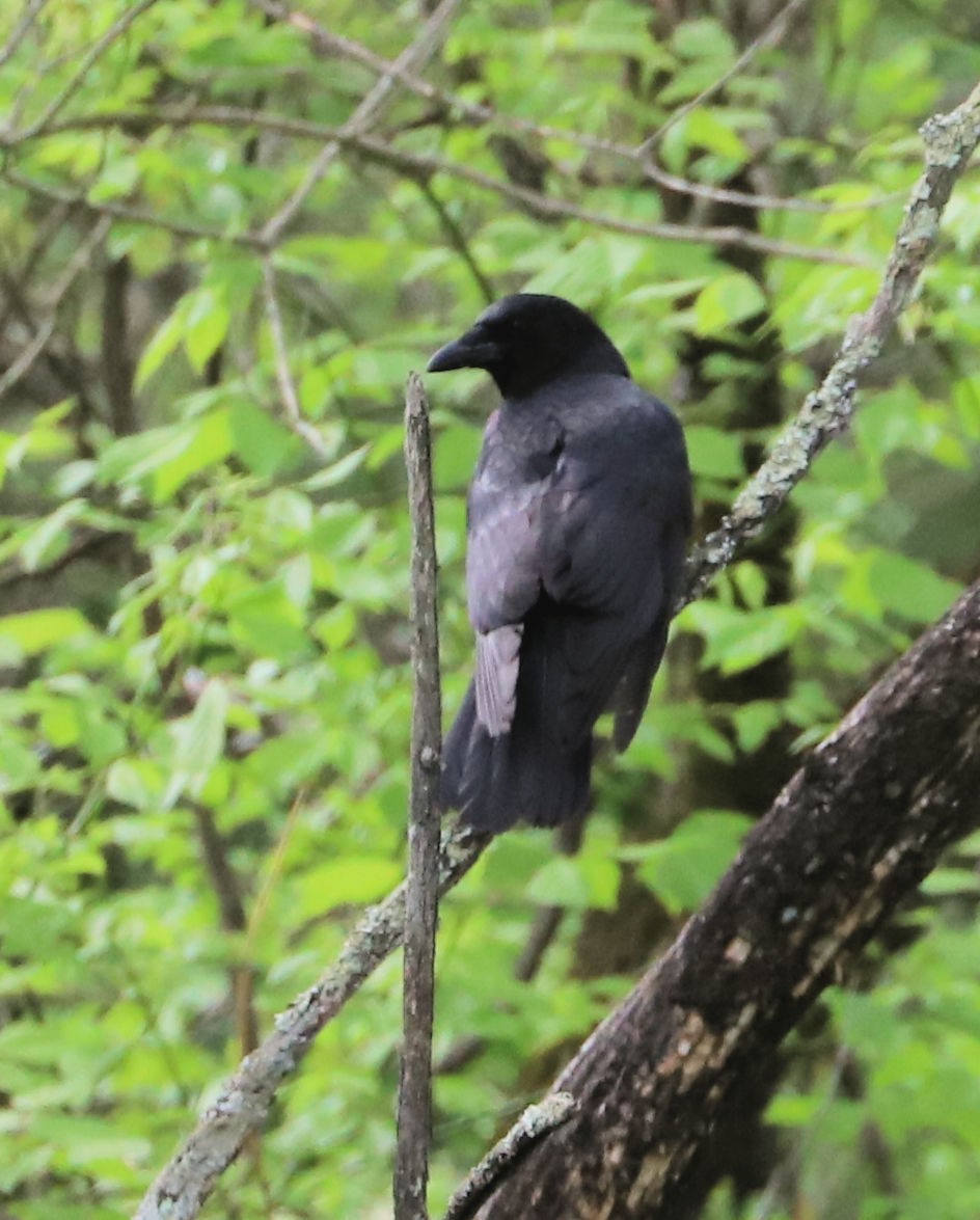 American Crow - ML618044508