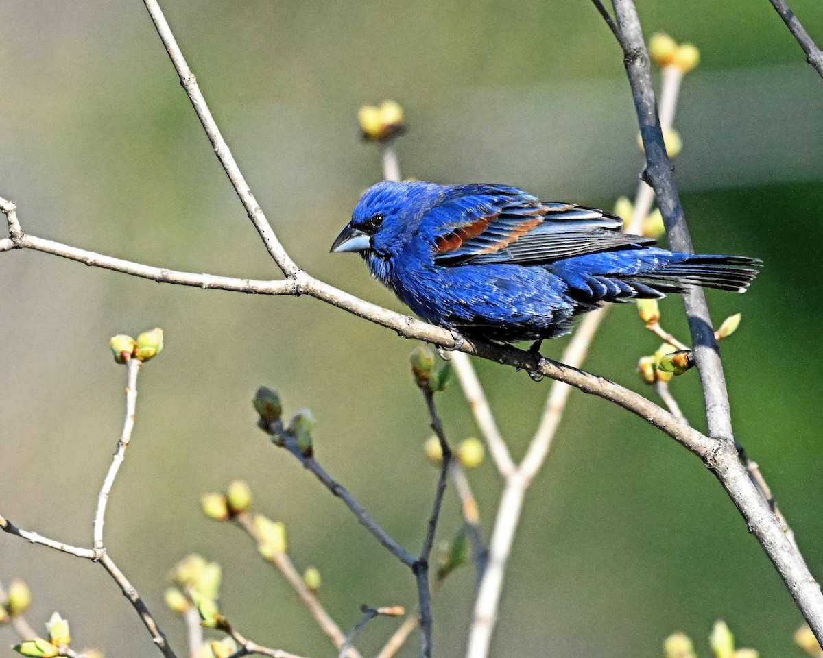 Blue Grosbeak - ML618044521