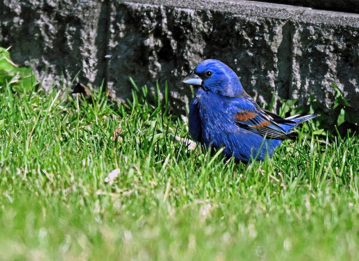 Blue Grosbeak - ML618044522