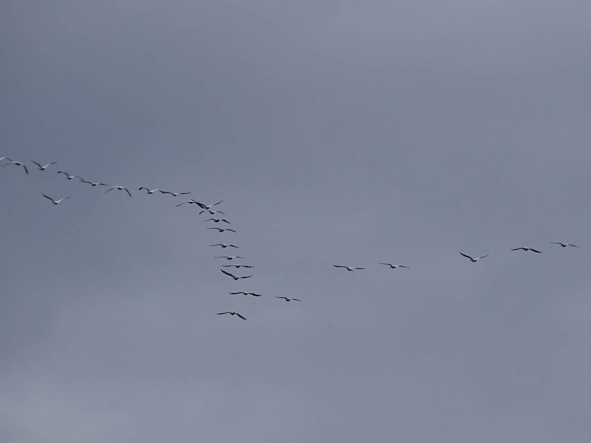 American White Pelican - ML618044541