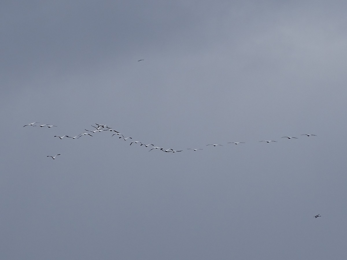 American White Pelican - ML618044542