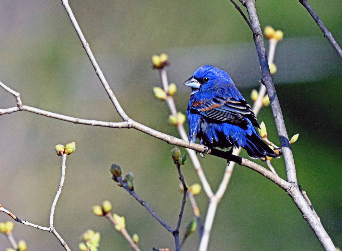 Blue Grosbeak - ML618044552