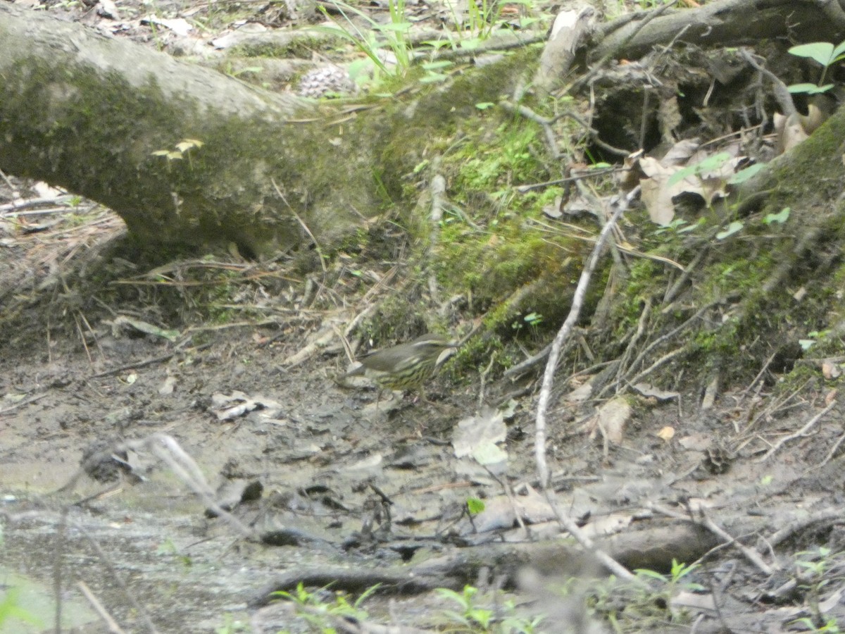 Northern Waterthrush - ML618044605