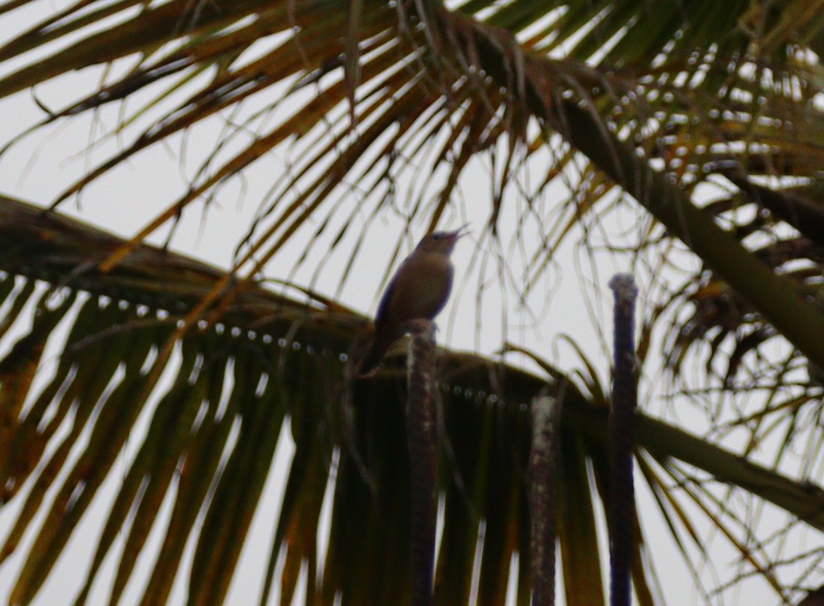 Long-billed Gnatwren - Julio P