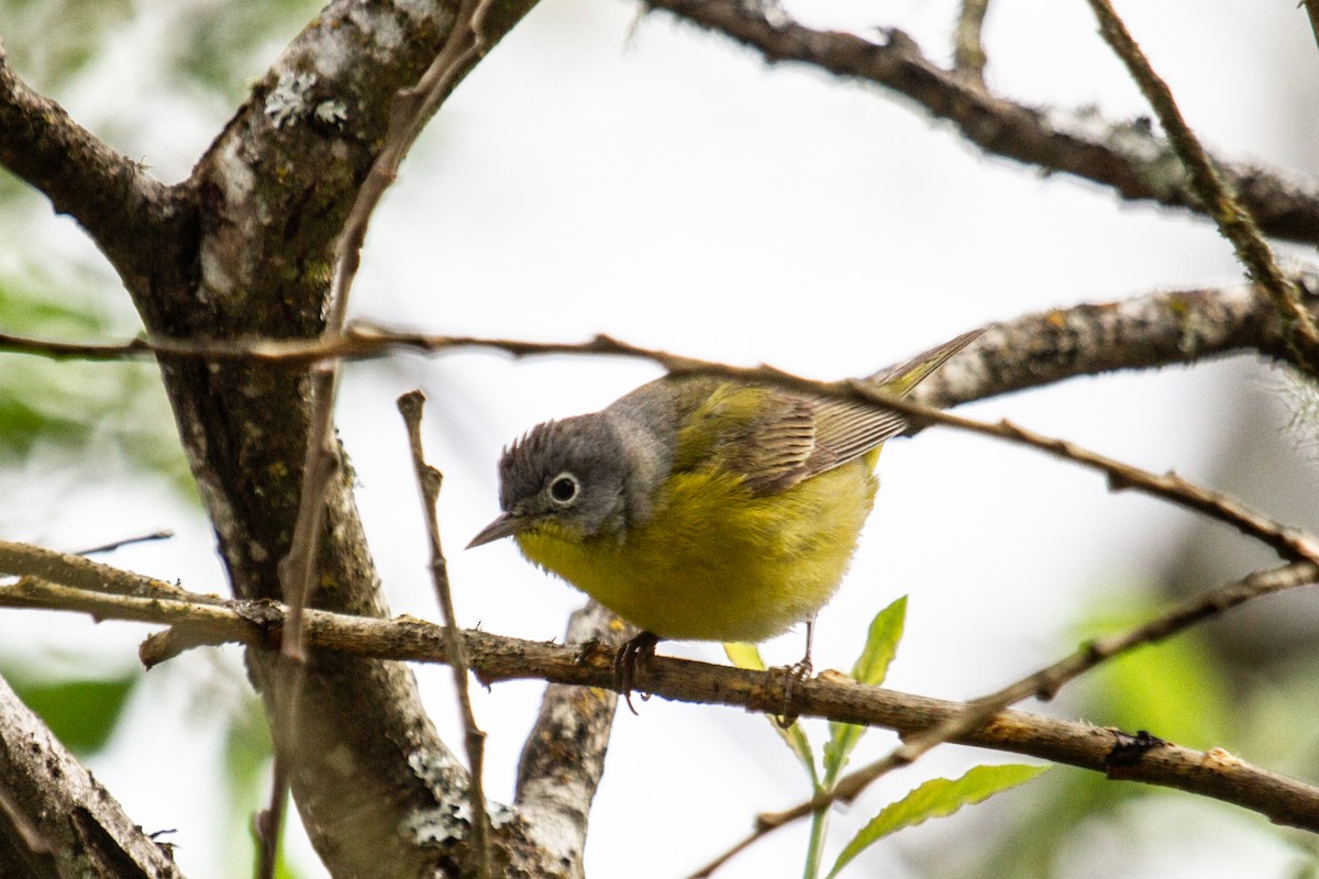 Nashville Warbler - Craig Tumer