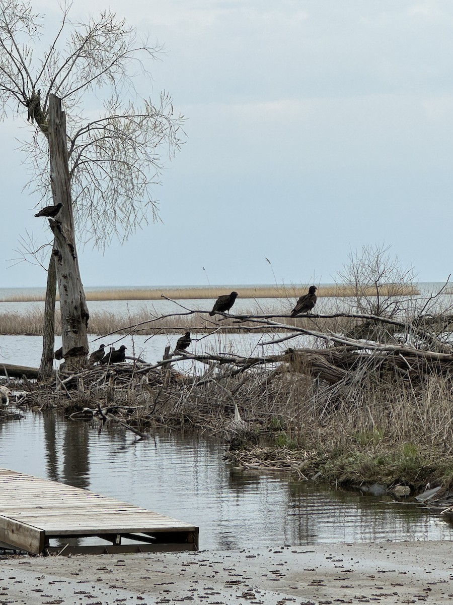 Turkey Vulture - ML618044700