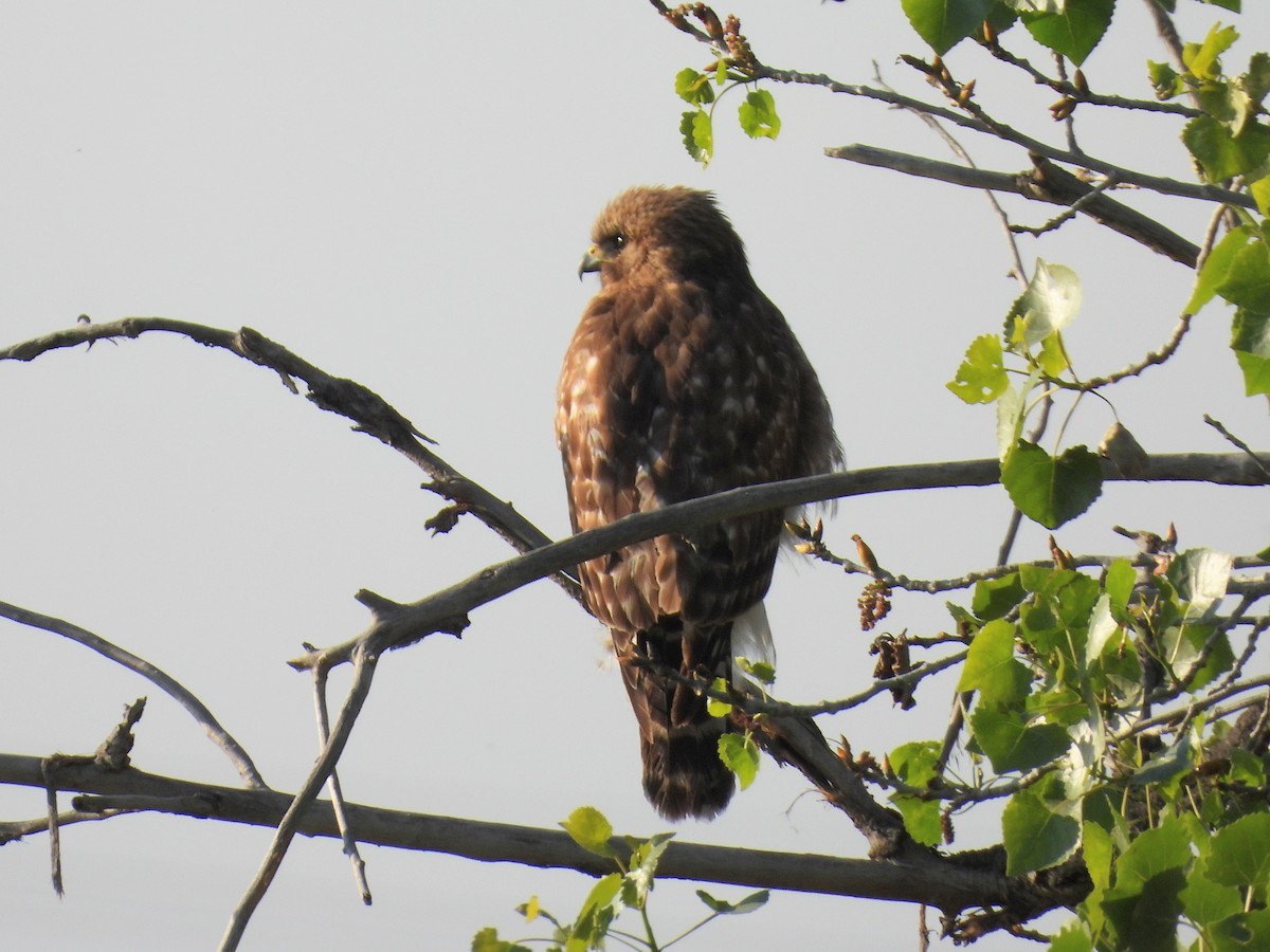 Red-shouldered Hawk - ML618044707