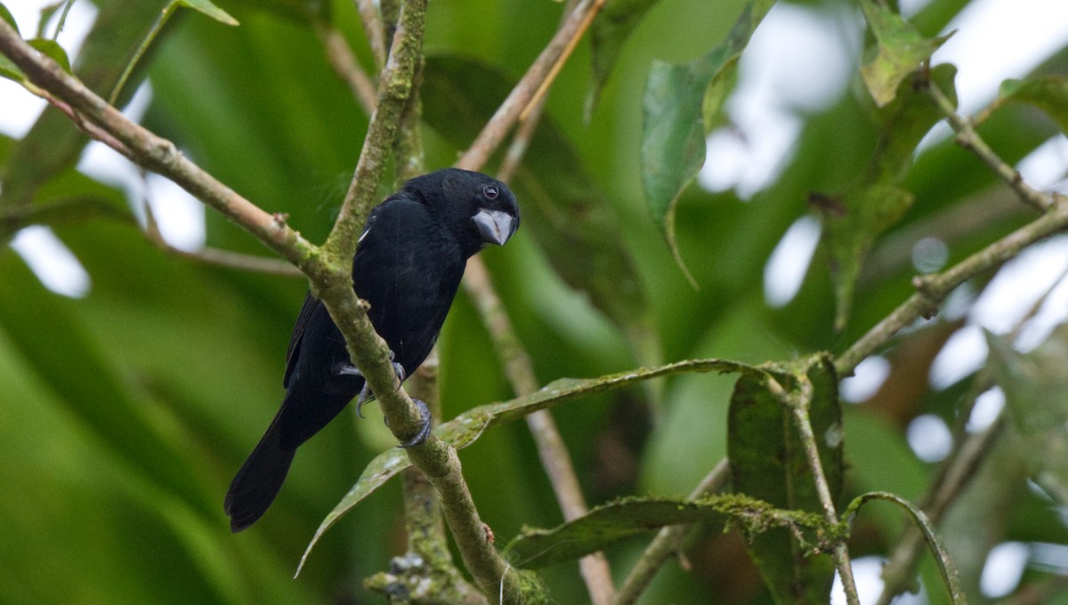 Thick-billed Seed-Finch - Travis Vance