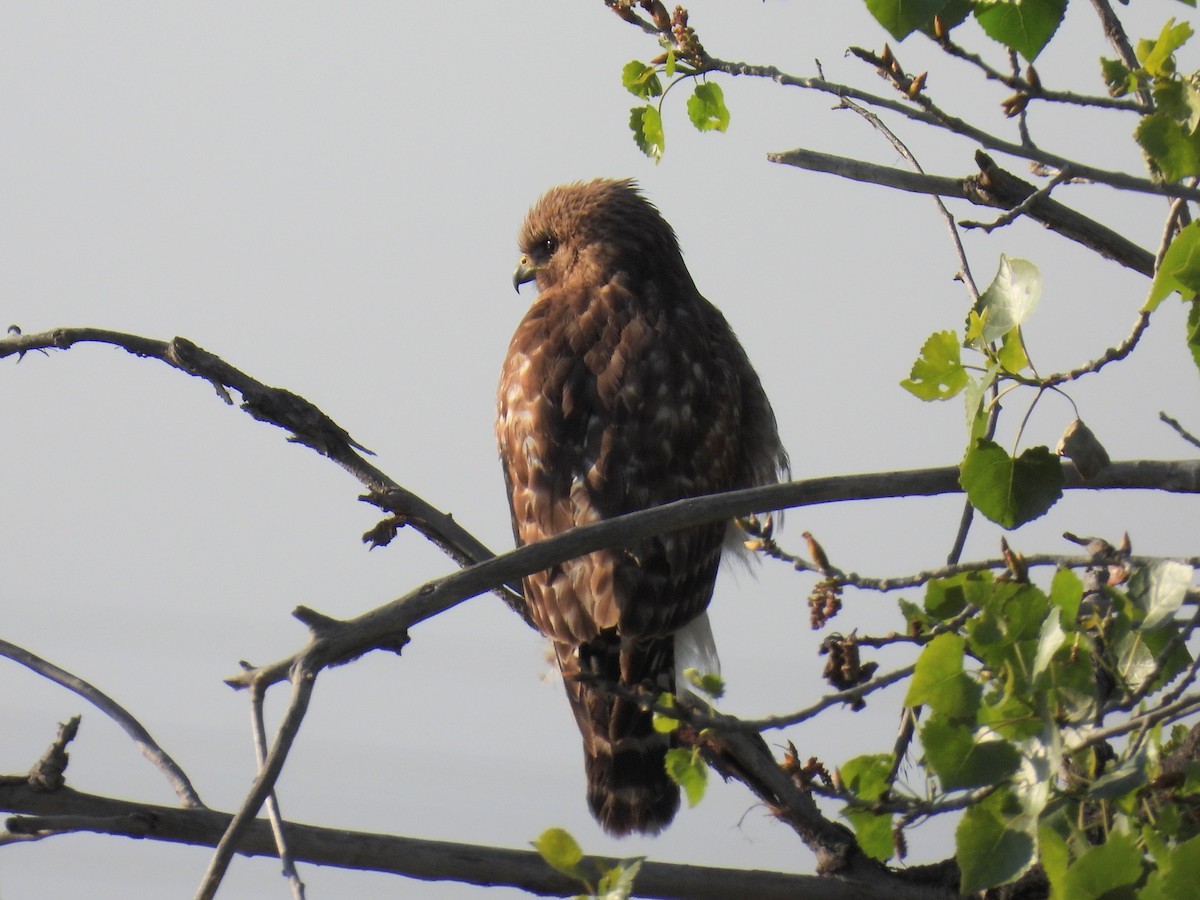 Red-shouldered Hawk - ML618044718