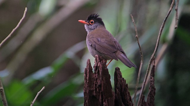 Black-headed Nightingale-Thrush - ML618044732