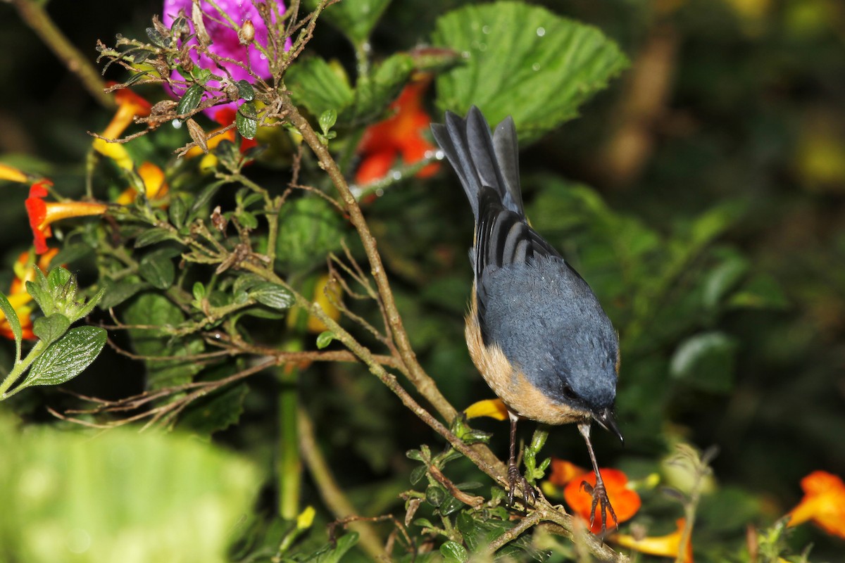 Rusty Flowerpiercer - javier  mesa