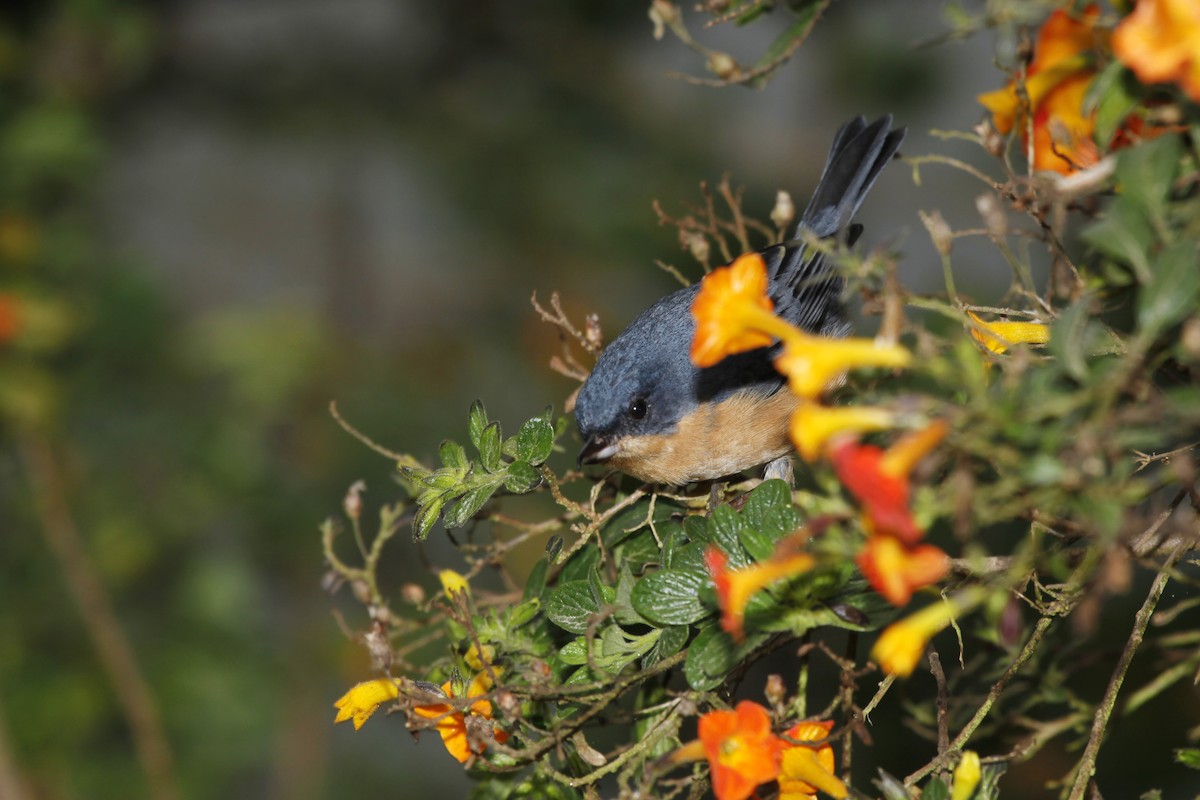 Rusty Flowerpiercer - ML618044738