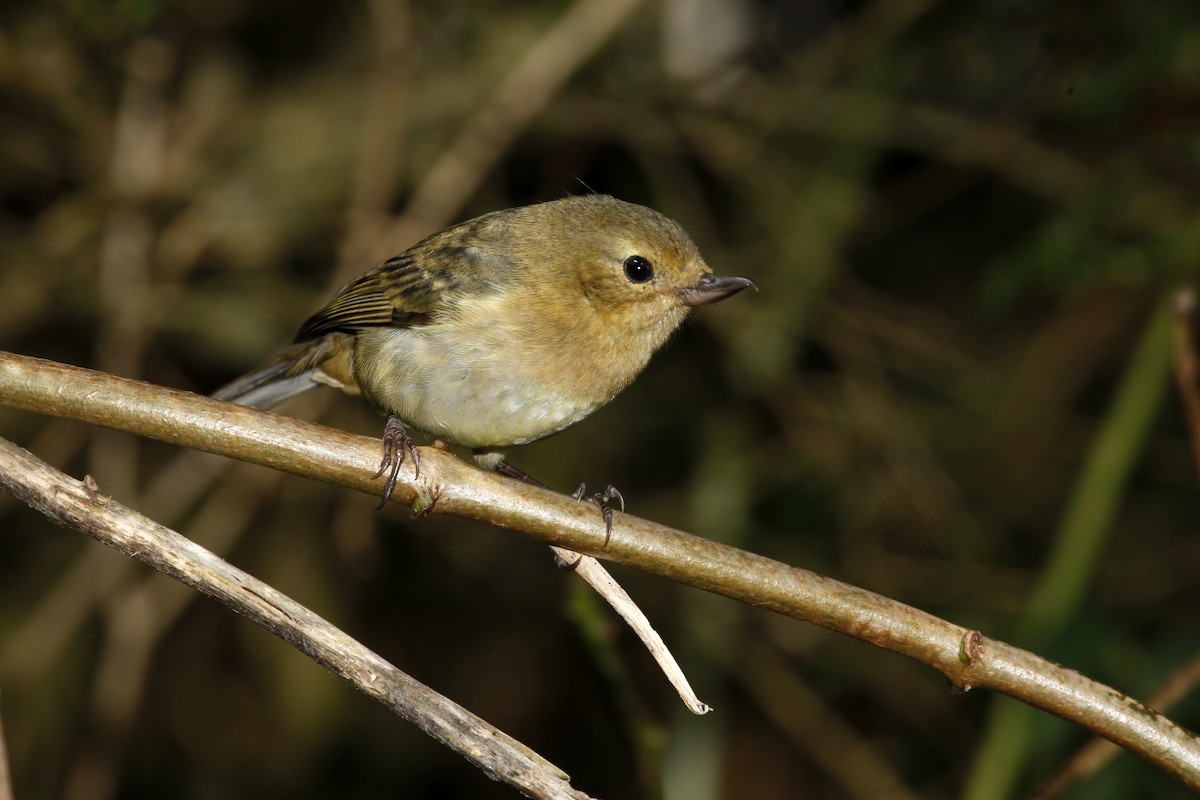 Pinchaflor Ferrugíneo - ML618044740