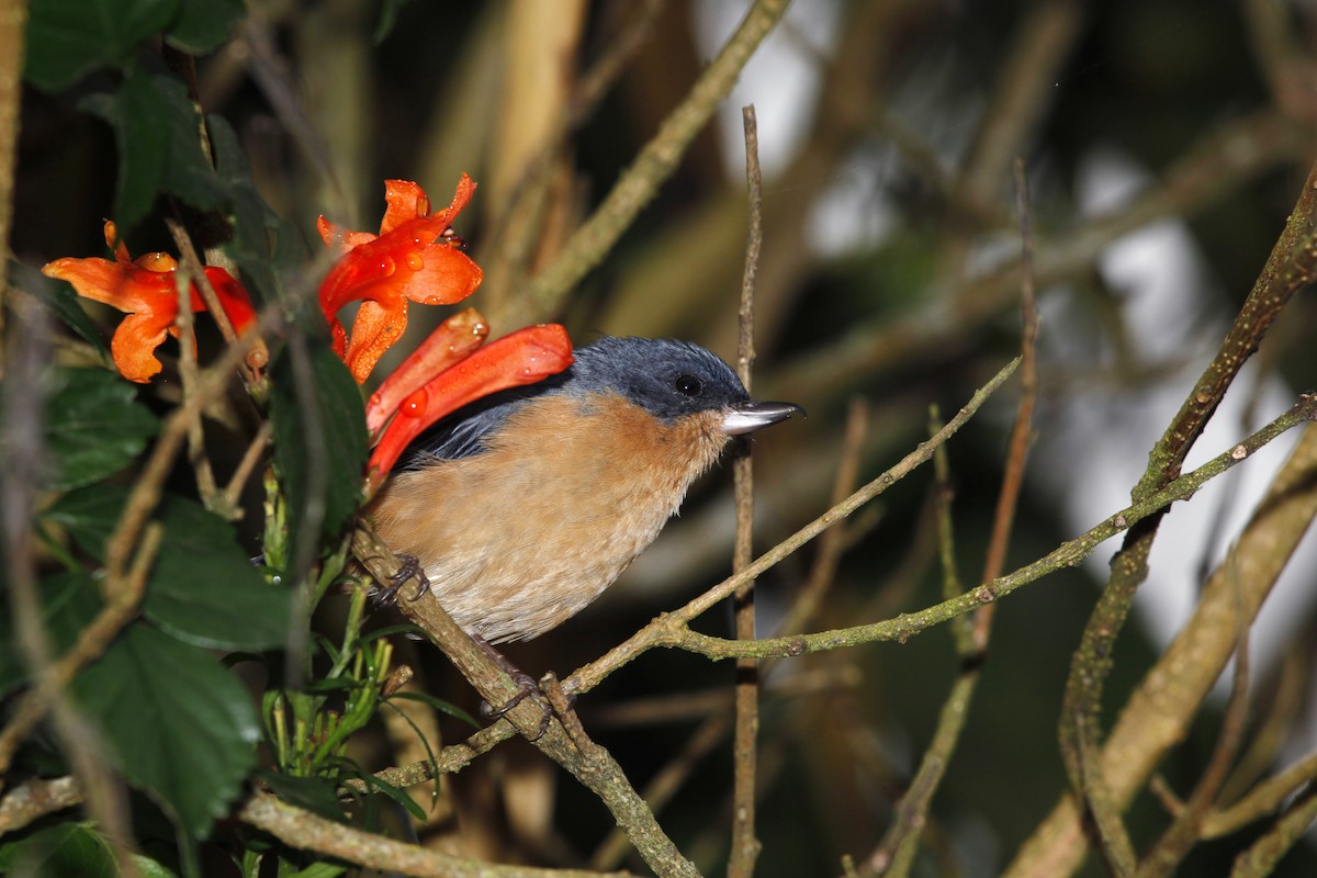 Rusty Flowerpiercer - javier  mesa