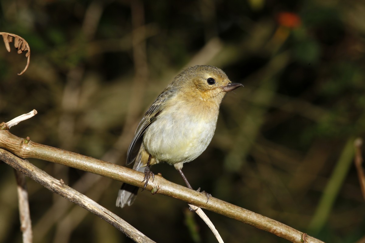 Rusty Flowerpiercer - ML618044742