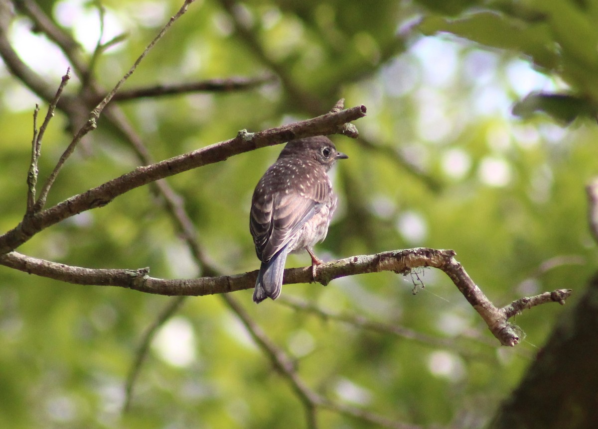 Eastern Bluebird - ML618044748