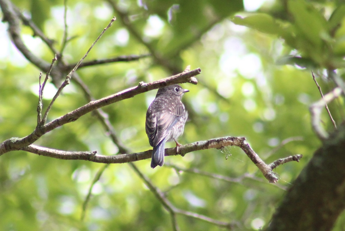 Eastern Bluebird - ML618044753