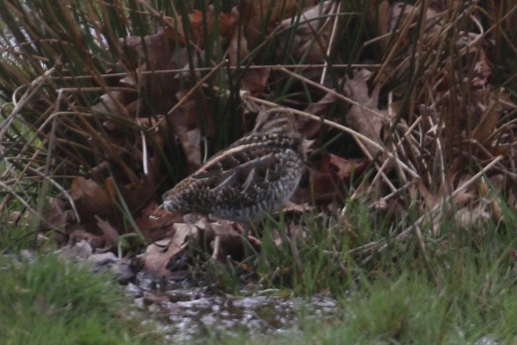 Wilson's Snipe - ML618044769