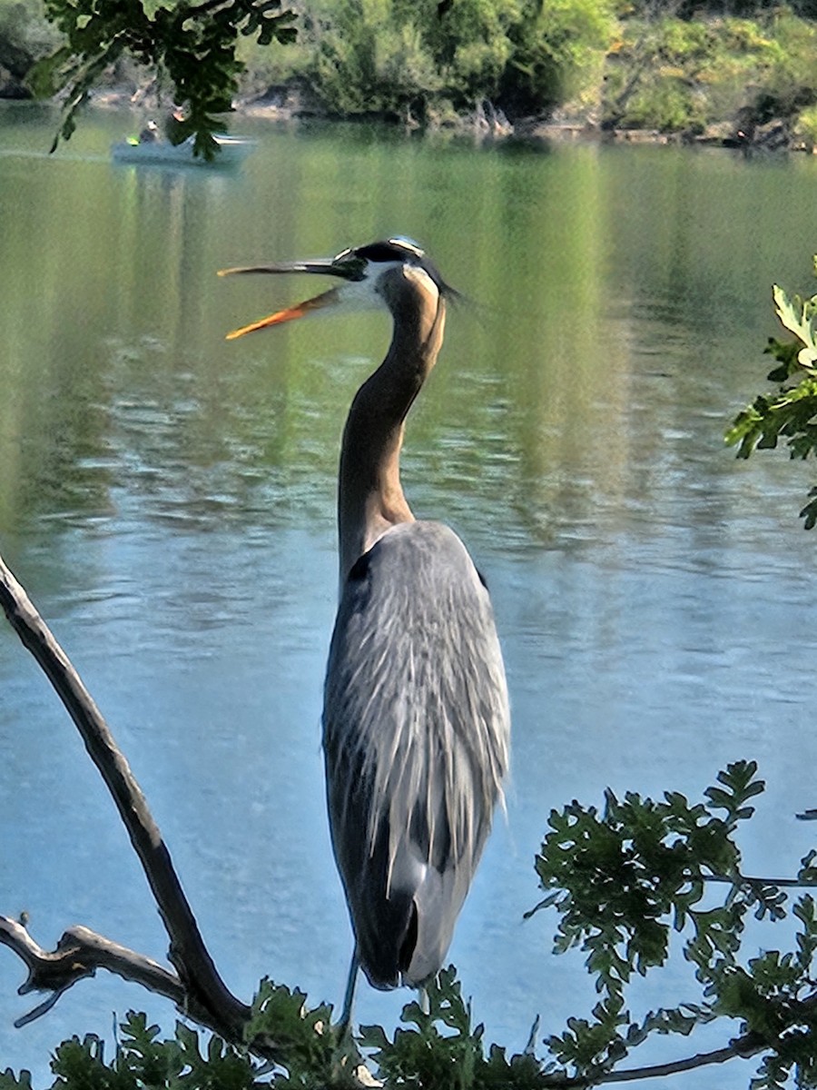 Great Blue Heron - ML618044772