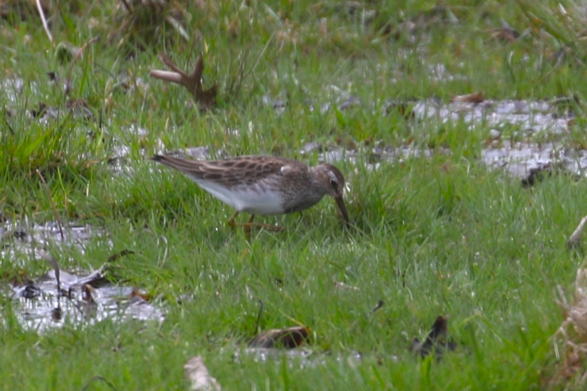 Pectoral Sandpiper - ML618044779