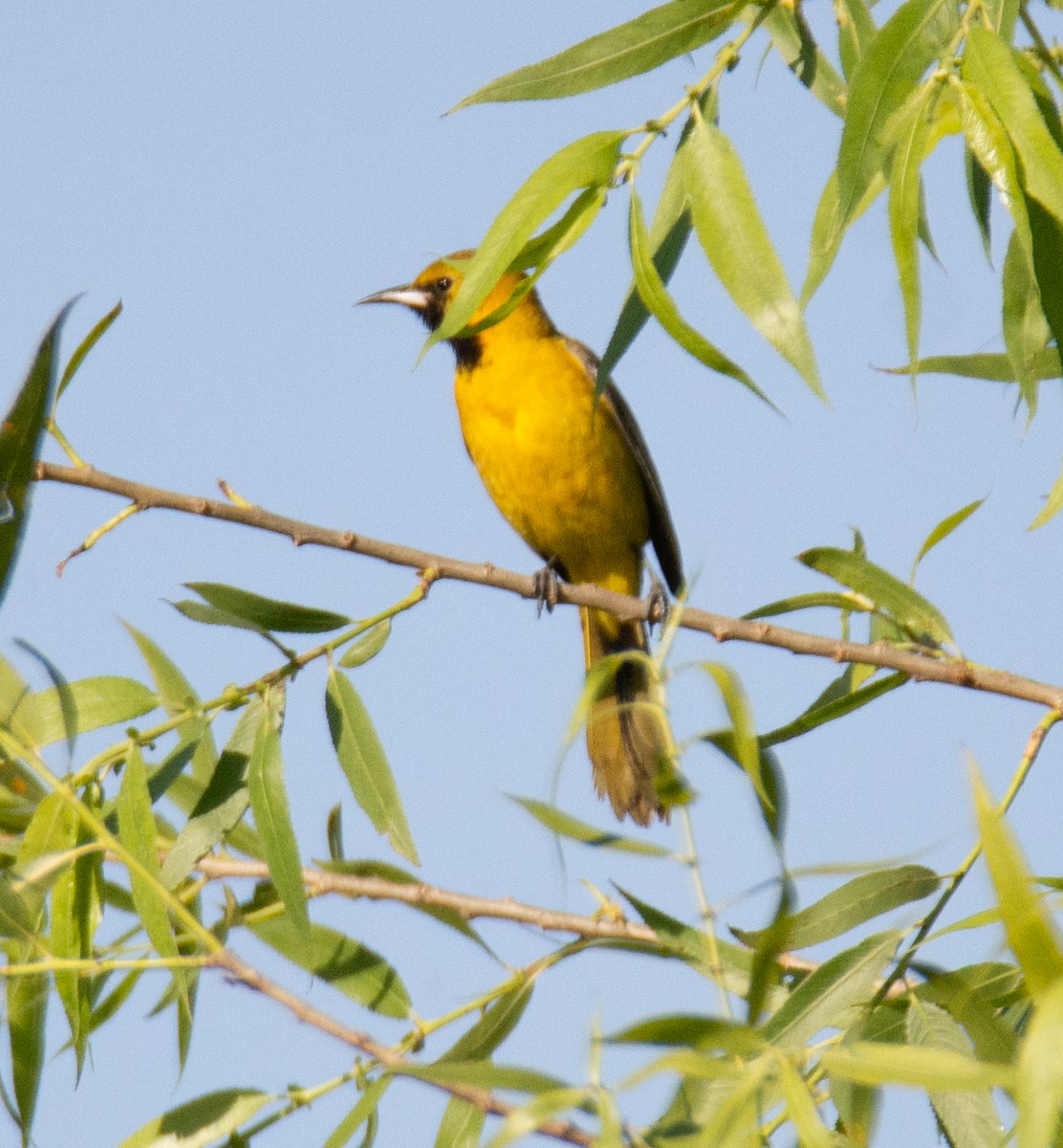 Hooded Oriole - Kim Moore