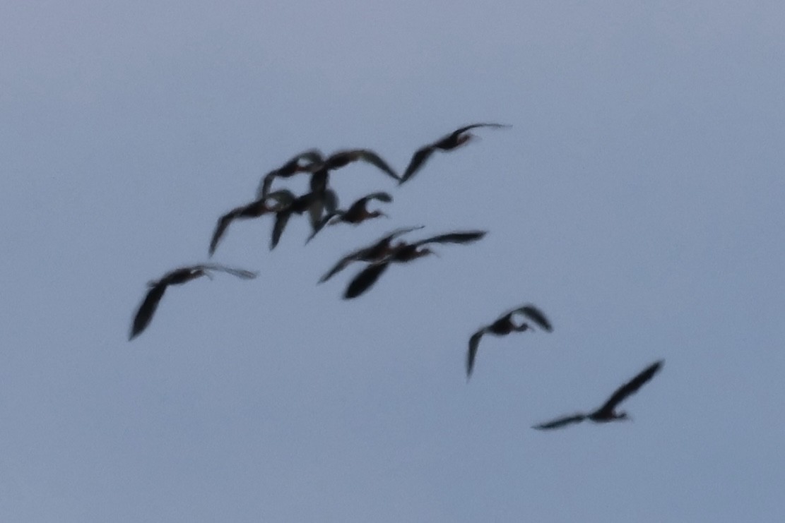 Glossy Ibis - ML618044793