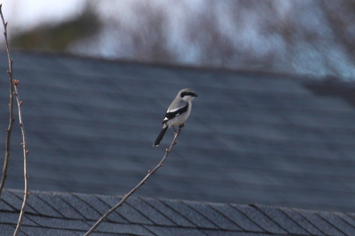 Loggerhead Shrike - ML618044809