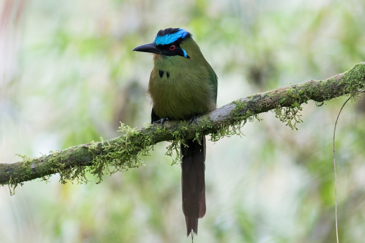 Andean Motmot - Eric Zawatski