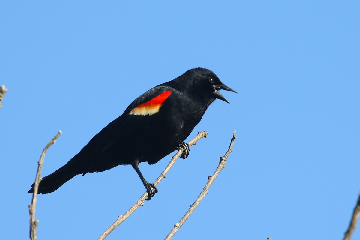 Red-winged Blackbird - Ethan Ring